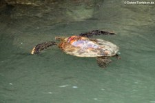 Grüne Meeresschildkröte (Chelonia mydas), Santa Cruz, Galápagos, Ecuador