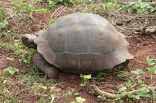 Santa-Cruz-Riesenschildkröte (Chelonoidis porteri) auf Santa Cruz, Galápagos, Ecuador