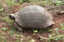 Chelonoidis niger porteri