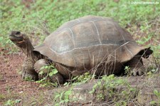 Santa-Cruz-Riesenschildkröte (Chelonoidis porteri) auf Santa Cruz, Galápagos, Ecuador