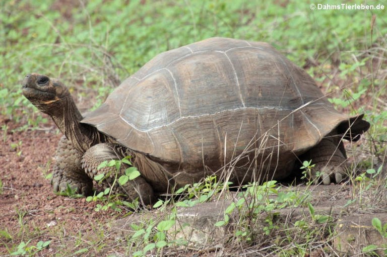 Chelonoidis niger  porteri