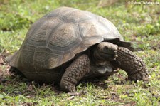 Santa-Cruz-Riesenschildkröte (Chelonoidis porteri) auf Santa Cruz, Galápagos, Ecuador