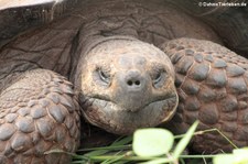 Santa-Cruz-Riesenschildkröte (Chelonoidis niger porteri) auf der Galápagos-Insel Santa Cruz, Ecuador