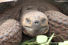 Santa-Cruz-Riesenschildkröte (Chelonoidis porteri) auf Santa Cruz, Galápagos, Ecuador