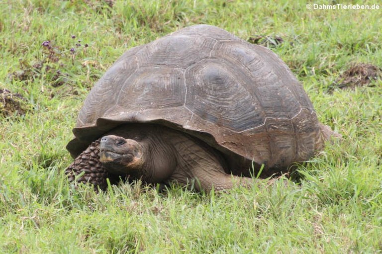 Chelonoidis porteri