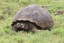 Santa-Cruz-Riesenschildkröte (Chelonoidis porteri) auf Santa Cruz, Galápagos, Ecuador