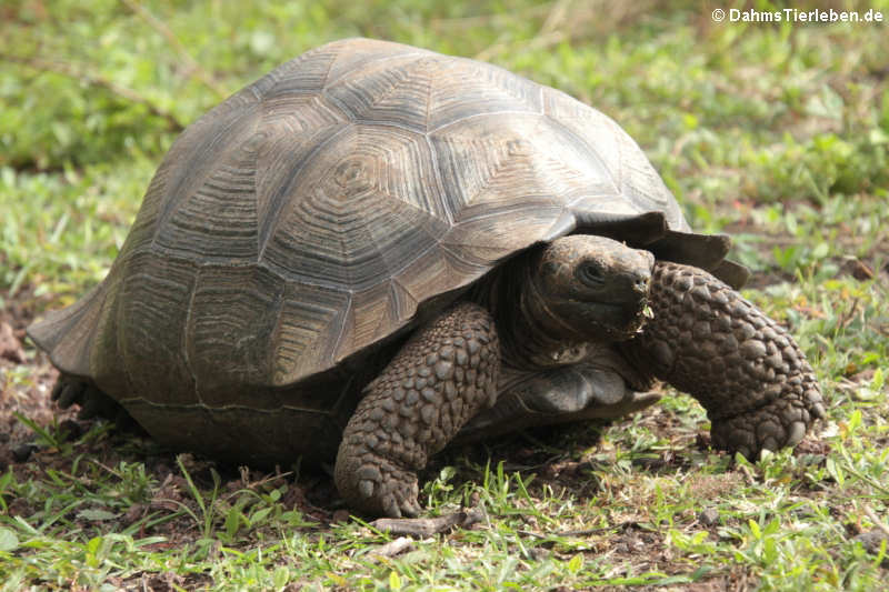 Santa-Cruz-Riesenschildkröte (Chelonoidis niger porteri) auf Santa Cruz