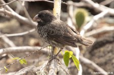 Dickschnabel-Darwinfink (Platyspiza crassirostris) von der Galápagos-Insel Santa Cruz