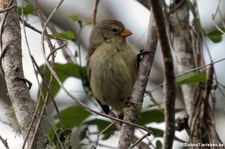 Zwergdarwinfink (Camarhynchus parvulus parvulus) von der Galápagos-Insel Isabela