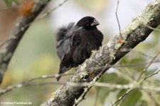 Mittelgrundfink (Geospiza fortis) von der Galápagos-Insel Santa Cruz