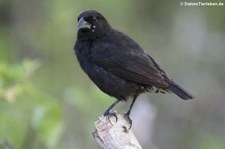 Mittelgrundfink (Geospiza fortis) von der Galápagos-Insel Santa Cruz