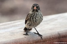 Mittelgrundfink (Geospiza fortis) von der Galápagos-Insel Santa Cruz