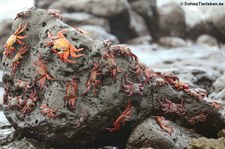 Rote Klippenkrabbe (Grapsus grapsus) auf San Cristóbal (Galápagos, Ecuador)