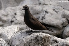 Lavamöwe (Leucophaeus fuliginosus) aus Santa Cruz, Galápagos