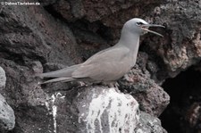 Lavamöwe (Leucophaeus fuliginosus) aus Santa Cruz, Galápagos