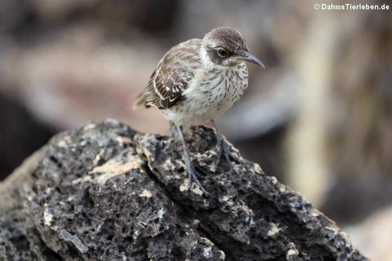 Mimus parvulus parvulus