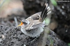 Galápagos Spottdrossel (Mimus parvulus parvulus), Santa Cruz, Galápagos, Ecuador