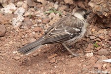 Galápagos Spottdrossel (Mimus parvulus parvulus), Santa Cruz, Galápagos, Ecuador