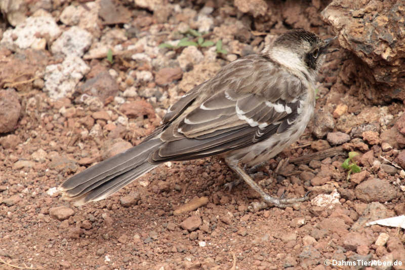 Mimus parvulus parvulus