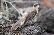 Galápagos Spottdrossel (Mimus parvulus parvulus), Santa Cruz, Galápagos, Ecuador