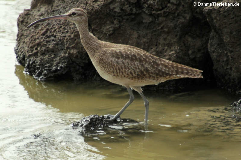 Numenius phaeopus