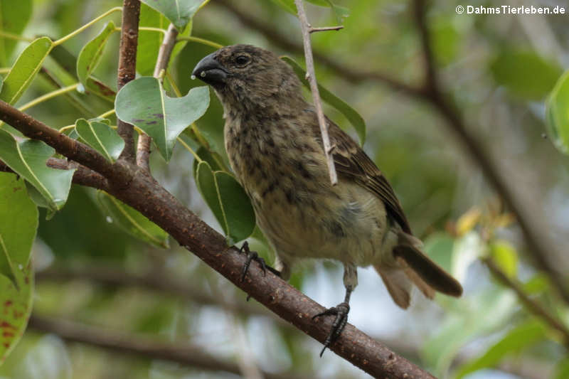 Platyspiza crassirostris