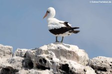 Nazcatölpel (Sula granti) auf Santa Cruz, Galápagos, Ecuador