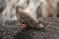 Santa Cruz, Galápagos, Ecuador