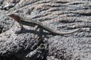 Microlophus albemarlensis