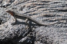 Galapagos Lavaechse (Microlophus albemarlensis) von der Galápagos-Insel Santiago