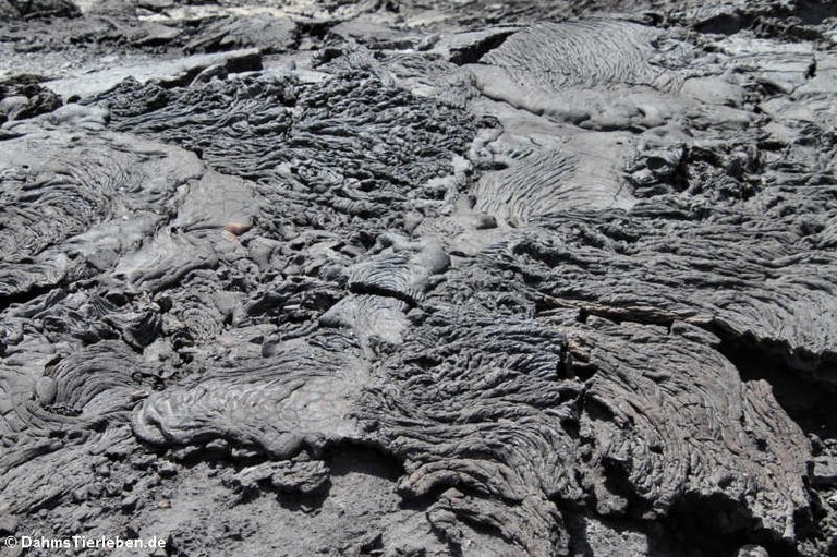 Pahoehoe-Lava Sullivan Bay