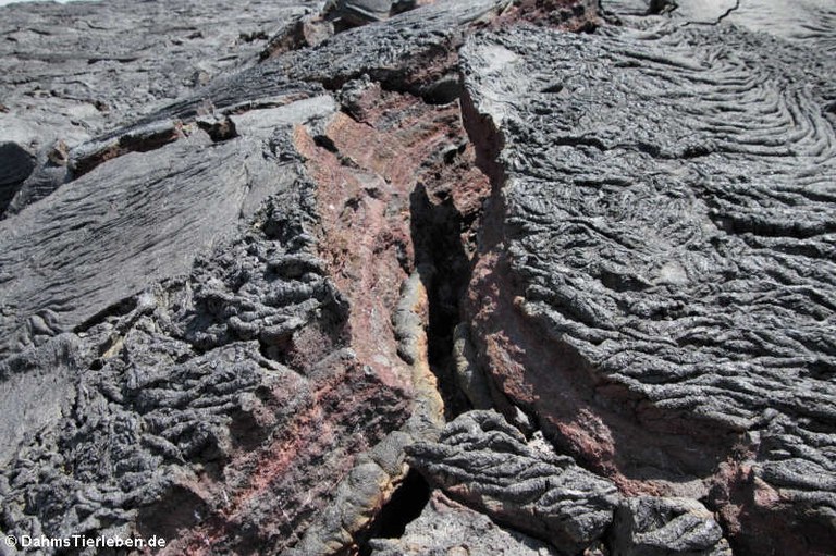 Lavastrom auf Galápagos