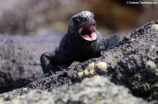 Santa-Cruz-Meerechse (Amblyrhynchus cristatus hassi) auf Seymour Norte, Galápagos, Ecuador