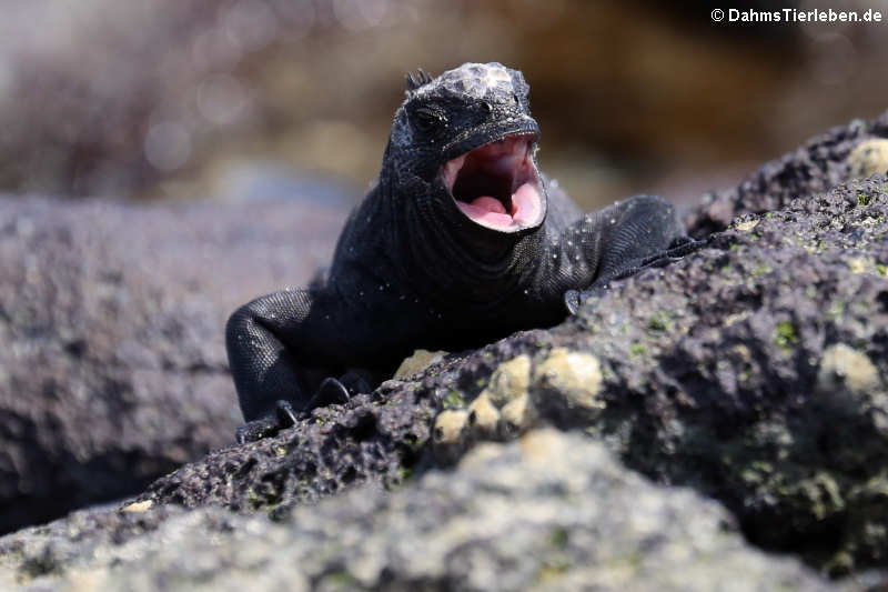 Santa-Cruz-Meerechse Amblyrhynchus cristatus hassi-2
