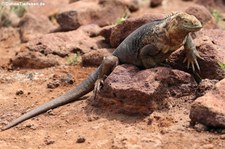 Drusenkopf (Conolophus subcristatus) auf Seymour Norte, Galápagos, Ecuador