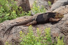 Drusenkopf (Conolophus subcristatus) auf Seymour Norte, Galápagos, Ecuador