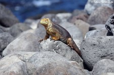 Drusenkopf (Conolophus subcristatus) auf Seymour Norte, Galápagos, Ecuador