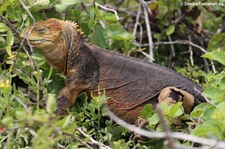 Drusenkopf (Conolophus subcristatus) auf Seymour Norte, Galápagos, Ecuador