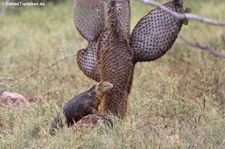 Drusenkopf (Conolophus subcristatus) auf Seymour Norte, Galápagos, Ecuador