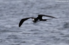 Prachtfregattvogel (Fregata magnificens) auf der Insel Seymour Norte, Galápagos, Ecuador