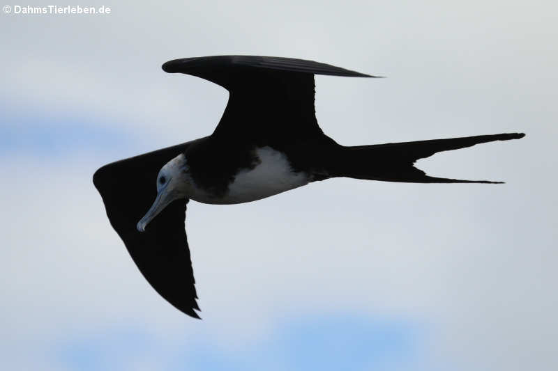 Fregata magnificens