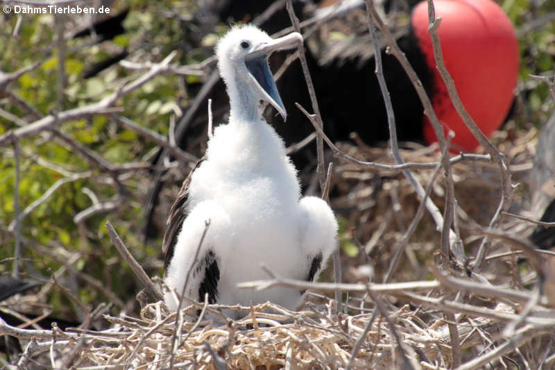 Fregata magnificens