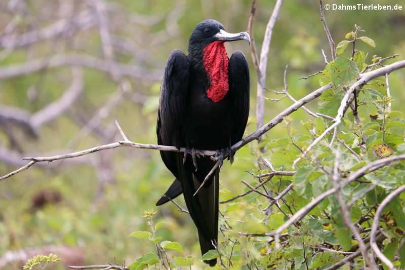 Bindenfregattvogel Fregata minor ridgwayi-4
