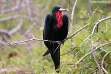 Bindenfregattvogel (Fregata minor ridgwayi) auf Seymour Norte, Galápagos, Ecuador