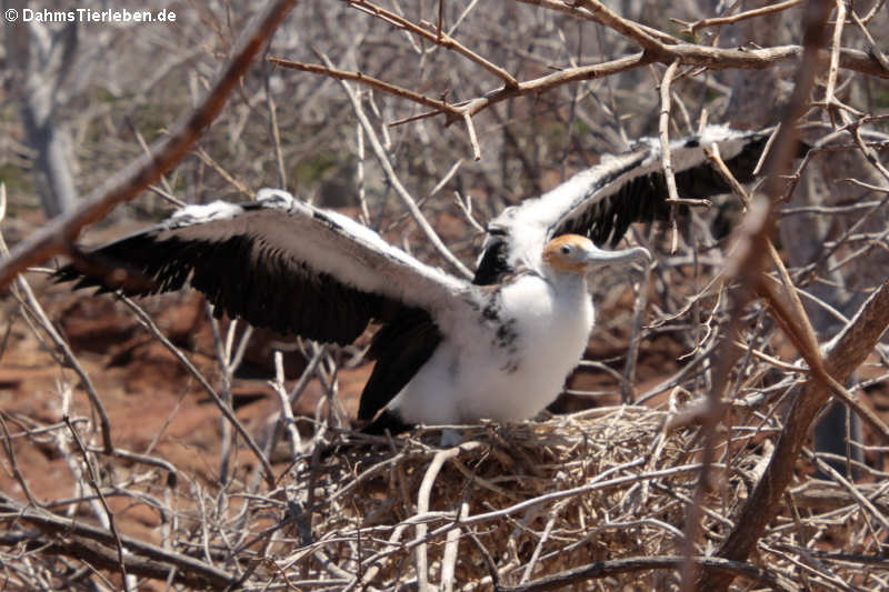 Bindenfregattvogel Fregata minor ridgwayi-8