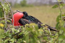 Bindenfregattvogel (Fregata minor ridgwayi) auf Seymour Norte, Galápagos, Ecuador