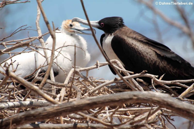 Bindenfregattvögel Fregata minor ridgwayi-6