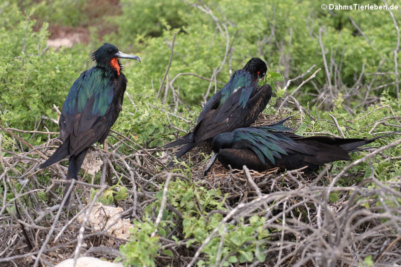 Bindenfregattvögel Fregata minor ridgwayi-11