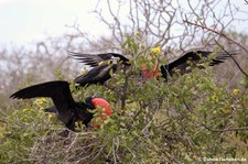 Bindenfregattvogel (Fregata minor ridgwayi) auf Seymour Norte, Galápagos, Ecuador