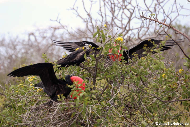 Bindenfregattvögel Fregata minor ridgwayi-3